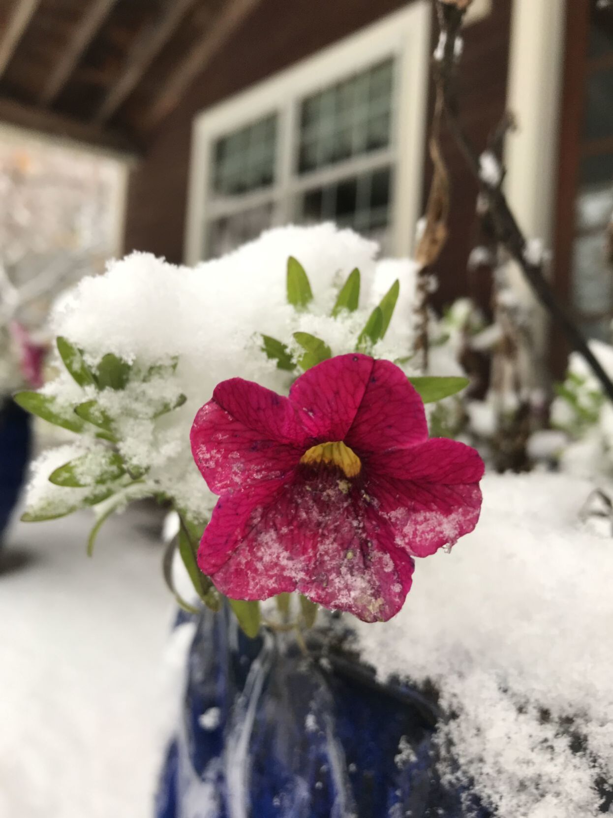 Snowy petunia